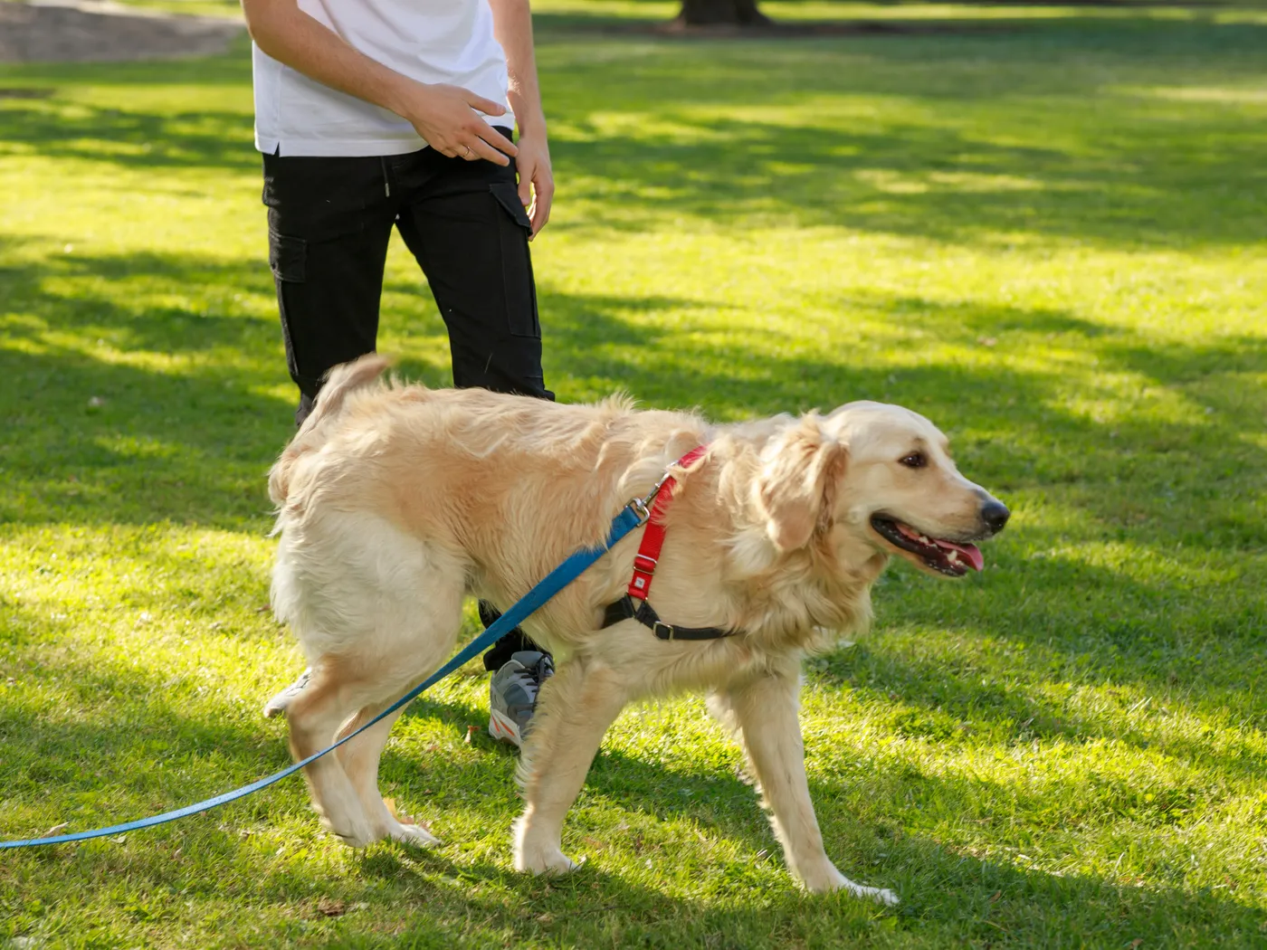 Hund i sele under promenad, utrustningen i användning
